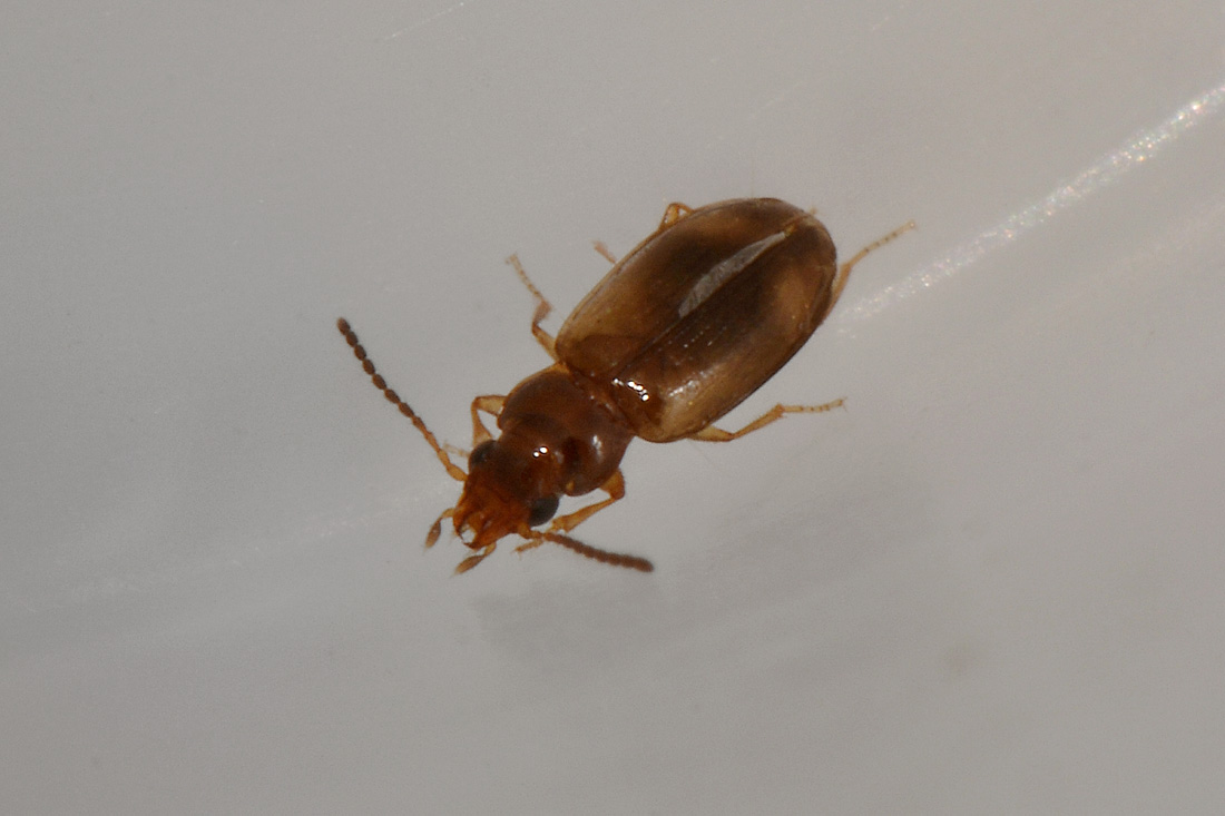 Carabidae:  Paratachys sp.?  No, Tachyura sp.